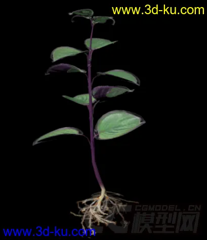 3D植物模型——紫苏（苏子叶）的图片1