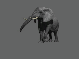 大象，影视动画模型，带绑定，带动画的图片1