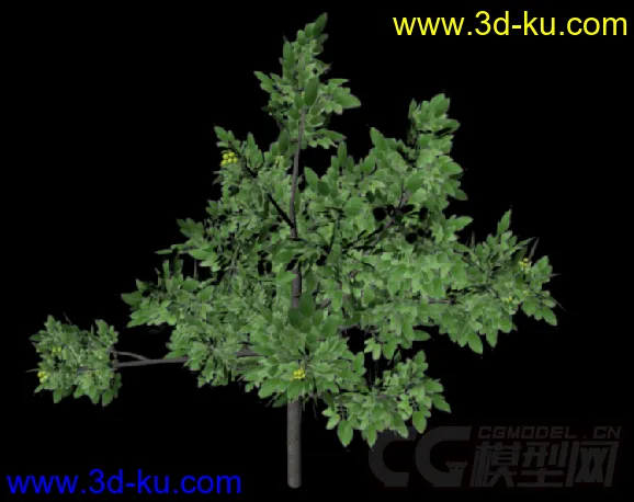 3D植物模型——核桃树的图片1