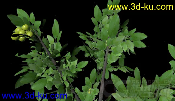 3D植物模型——核桃树的图片2