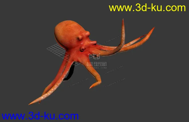 章鱼 Octopus模型的图片2
