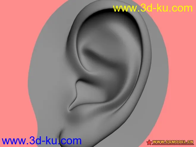 耳朵模型的图片1