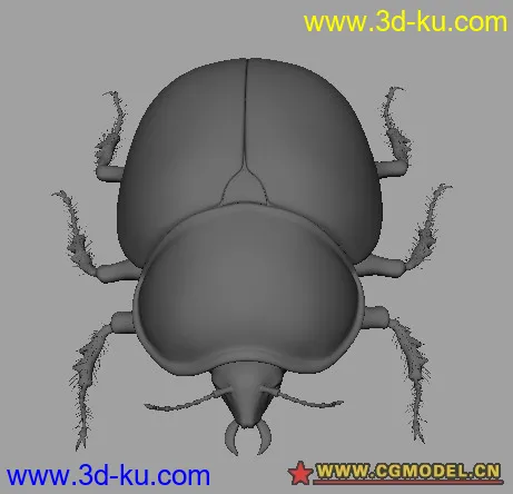 一只真实结构的甲虫模型的图片1