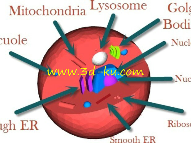 动物细胞模型的图片1