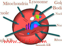 3D打印模型动物细胞的图片