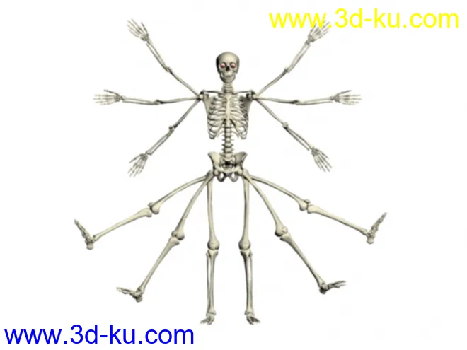 人体骨骼 MAX8 MAX模型的图片1