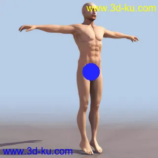 一套男人体+女人体模型的图片2