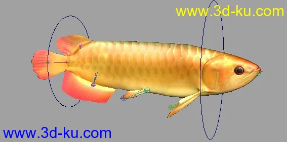金龙鱼 模型 绑定 动画 贴图~齐了~的图片1