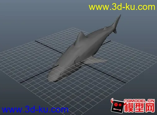 shark鲨鱼模型的图片1