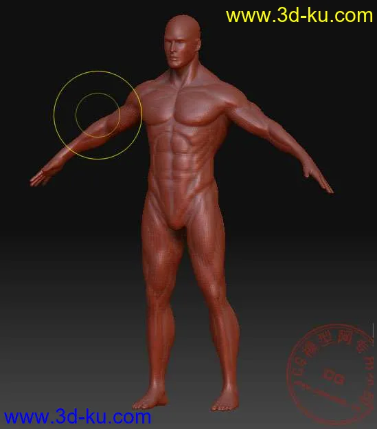 标准男人体模型,ZB格式,OBJ格式的图片1