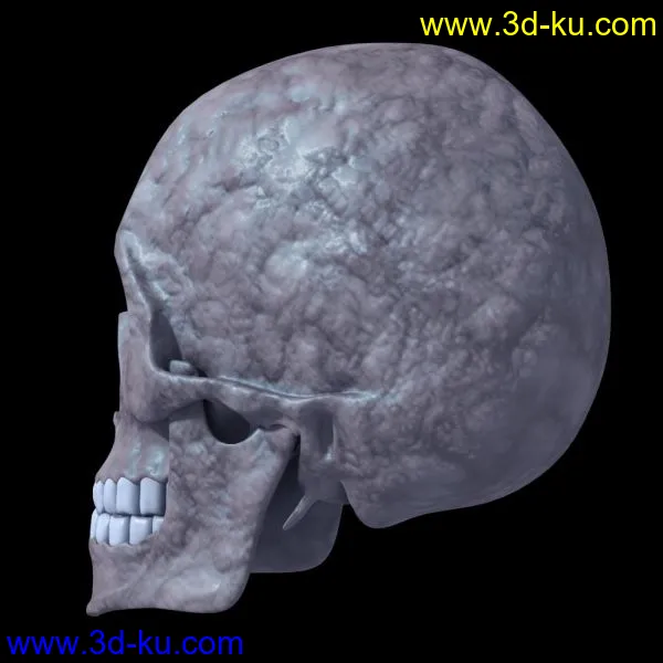 头盖骨模型的图片1