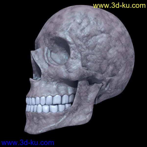 头盖骨模型的图片2
