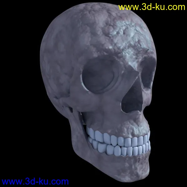 头盖骨模型的图片3