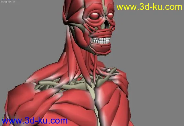 人体骨骼，肌肉模型解剖的图片1