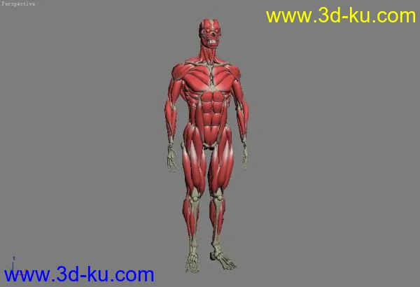人体骨骼，肌肉模型解剖的图片3