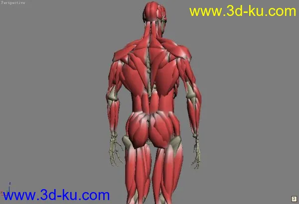 人体骨骼，肌肉模型解剖的图片5