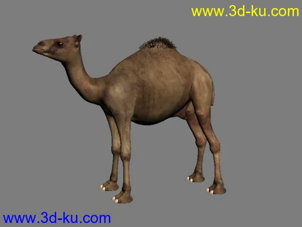 骆驼一只模型的图片1