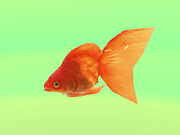 金鱼goldfish模型的图片1