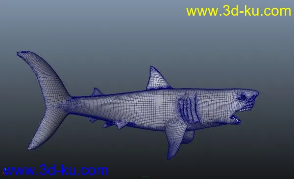 鲨鱼 精模模型的图片3