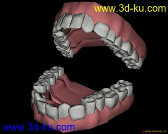 3D打印模型一副牙齿的图片