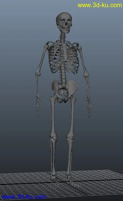 人体骨架，有MB和OBJ格式，稀有！模型的图片1