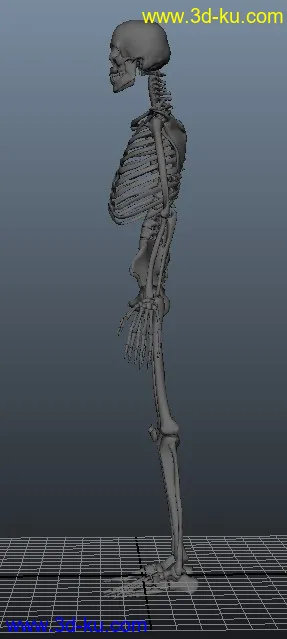 人体骨架，有MB和OBJ格式，稀有！模型的图片2