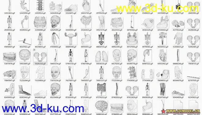 人物及人体器官模型的图片1