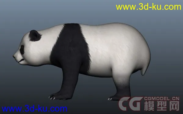 写实熊猫模型分享的图片1