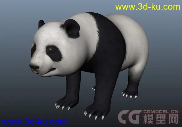 写实熊猫模型分享的图片3