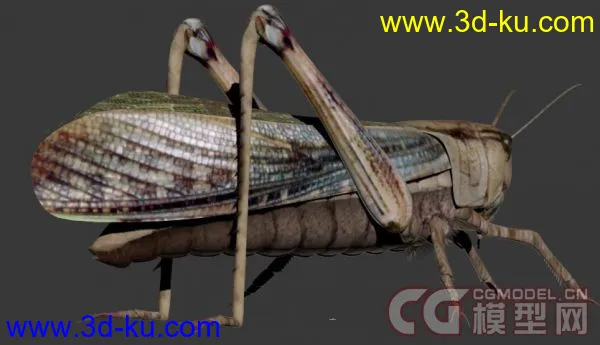 一只蝗虫，蚱蜢！模型下载的图片2