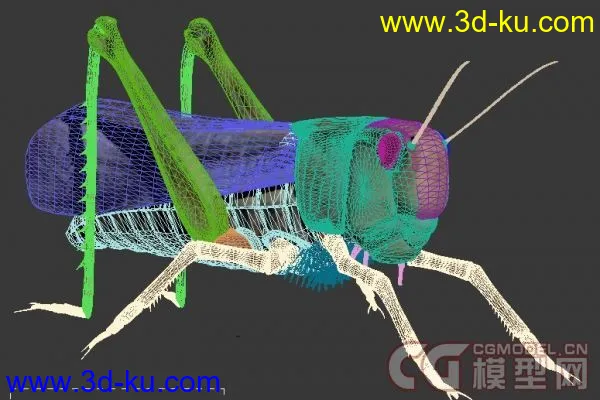 一只蝗虫，蚱蜢！模型下载的图片3