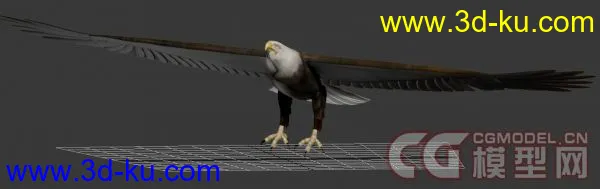 一只苍鹰，老鹰模型下载！的图片2