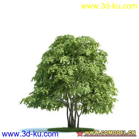 红豆树模型的图片1