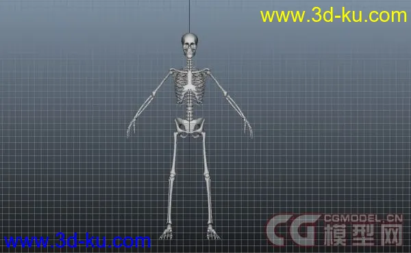 人类骨骼模型的图片2
