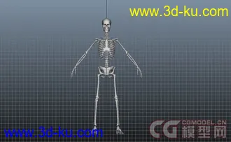 3D打印模型人类骨骼的图片