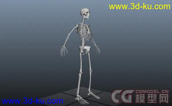 人类骨骼模型的图片3