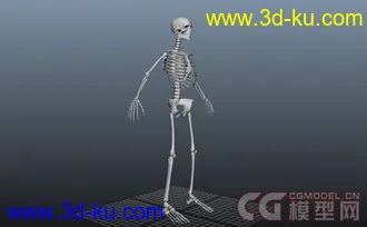 3D打印模型人类骨骼的图片