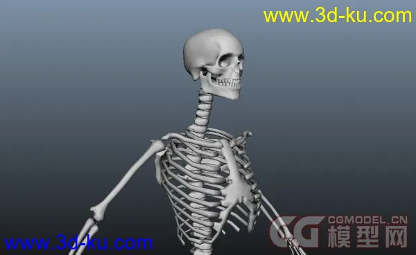 人类骨骼模型的图片1