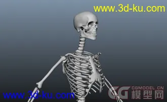 3D打印模型人类骨骼的图片