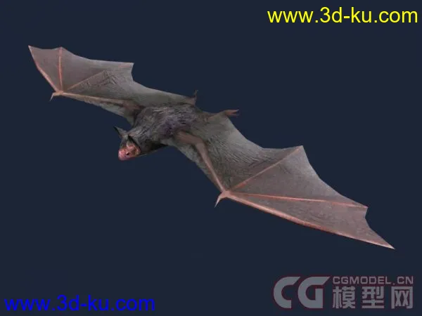 Bat_蝙蝠 模型下载的图片1