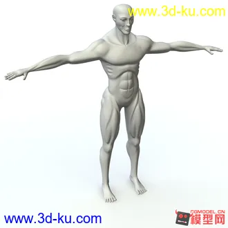 3D打印模型练习人体的图片