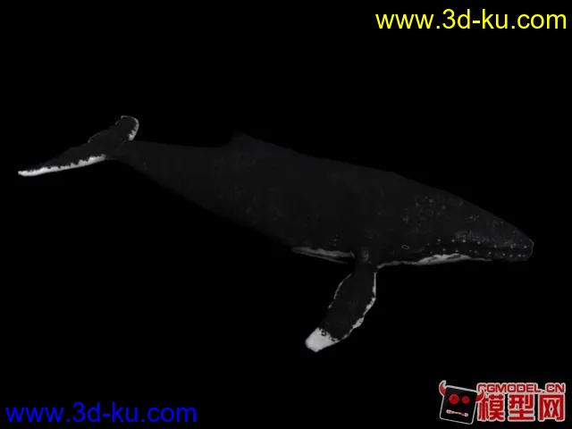 驼背鲸模型加骨骼动画的图片2