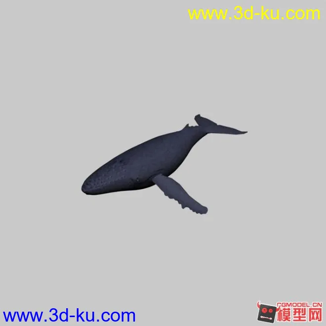 鲸鱼模型的图片1
