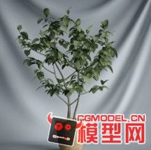 高质量盆栽（带材质）花 树精品28模型的图片9