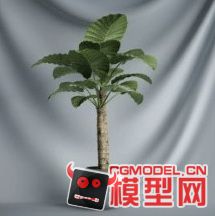 高质量盆栽（带材质）花 树精品28模型的图片16
