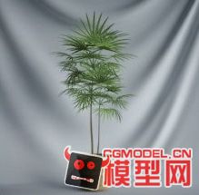 高质量盆栽（带材质）花 树精品28模型的图片17