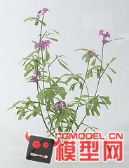 一棵常用的植物模型的图片1
