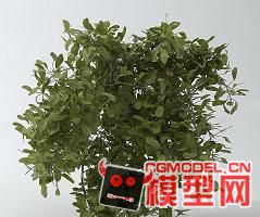 一棵常用的植物03模型的图片1