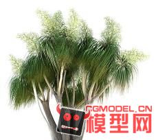 一棵常用的植物05模型的图片1