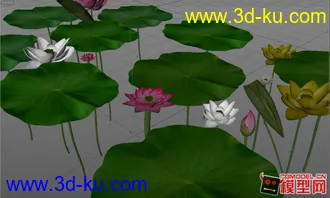 3DMAX 荷花荷叶（睡莲模型）植物的图片